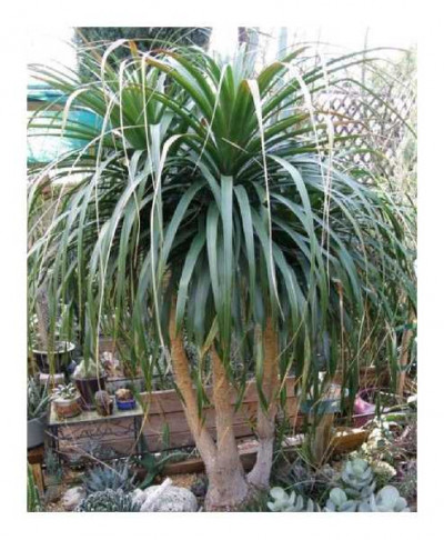 BEAUCARNEA guatemalensis