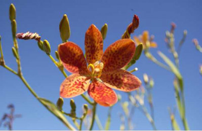 BELAMCANDA chinensis