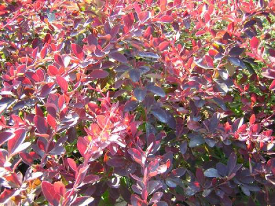 BERBERIS ottawensis Auricoma
