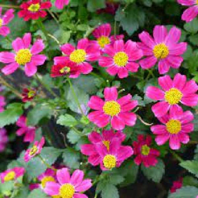 BIDENS  Rouge