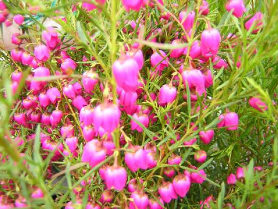 BORONIA heterophylla Rubra