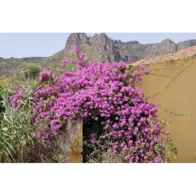 BOUGAINVILLIER  Alexandra