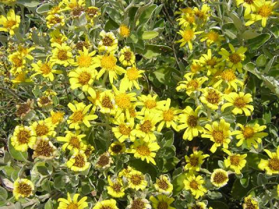 BRACHYGLOTTIS greyi