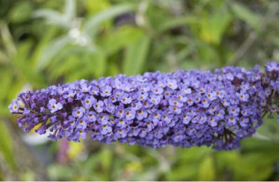 BUDDLEIA davidii Empire blue
