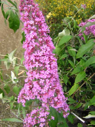 BUDDLEIA davidii Pink delight