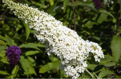 BUDDLEIA davidii White profusion