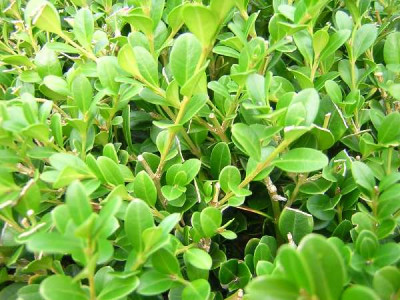 BUXUS sempervirens