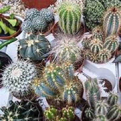 CACTUS  Varies