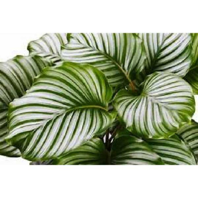 CALATHEA orbifolia