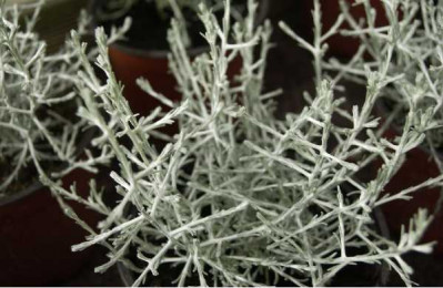 CALOCEPHALUS  Brownii challenge