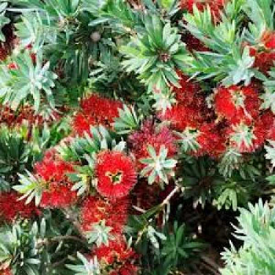 CALLISTEMON little john