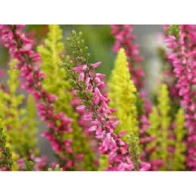 CALLUNA  Varie