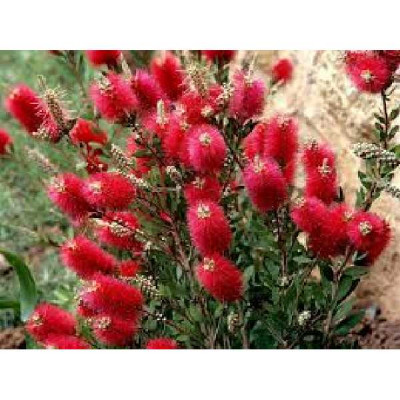 CALLISTEMON masotti Mini red