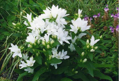 CAMPANULA glomerata Alba (blanc)