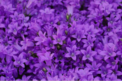 CAMPANULE