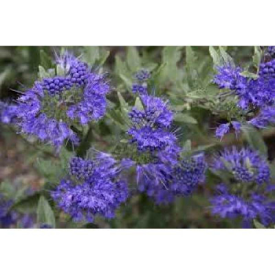 CARYOPTERIS clandonensis First choice