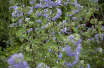 CARYOPTERIS clandonensis Heavenly blue