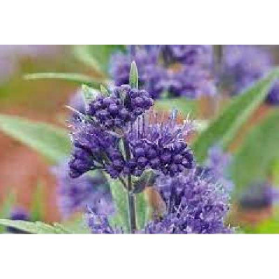 CARYOPTERIS clandonnensis Camara ®