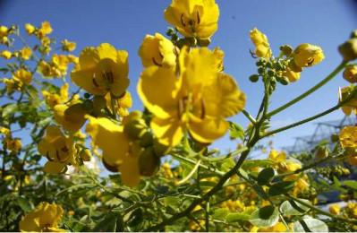 CASSIA corymbosa