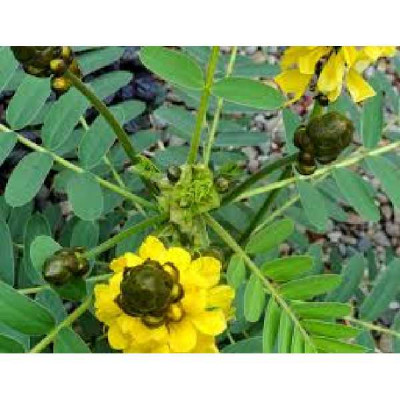 CASSIA senna Didymobotrya