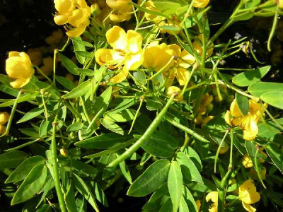 CASSIA floribunda