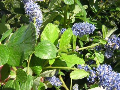 CEANOTHUS arboreus Trewithen blue