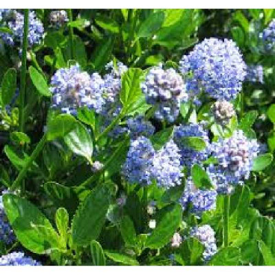 CEANOTHUS impressus Victoria