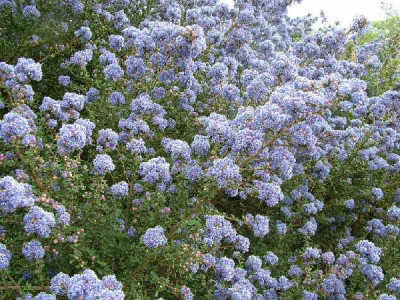 CEANOTHUS impressus Puget blue