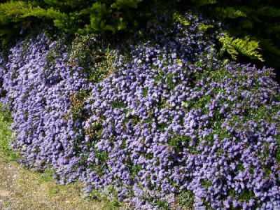 CEANOTHUS thyrsiflorus Repens