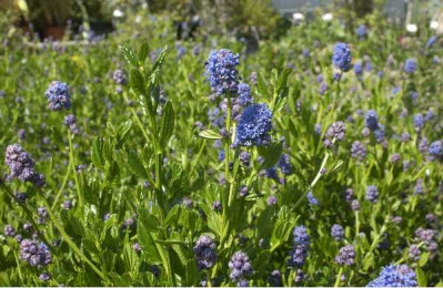 CEANOTHUS thyrsiflorus Skylark