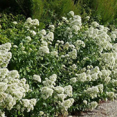 CENTRANTHUS ruber Albus (blanc)