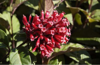 CESTRUM newelii