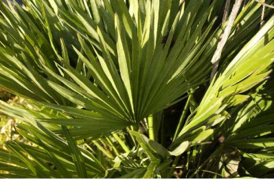 CHAMAEROPS humilis Vulcano