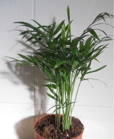 CHAMAEDOREA elegans