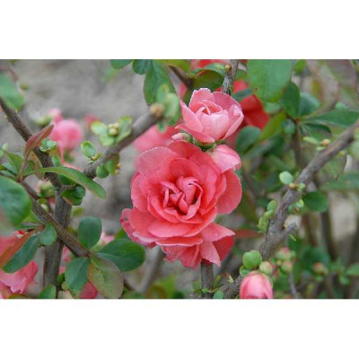 CHAENOMELES scarlet Storm pink
