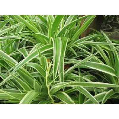 CHLOROPHYTUM