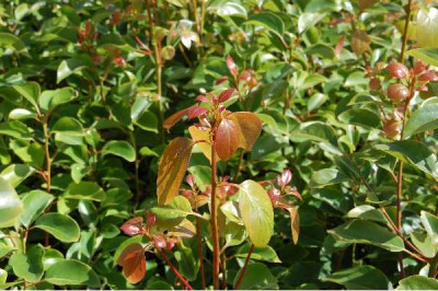 CINNAMONUM camphora