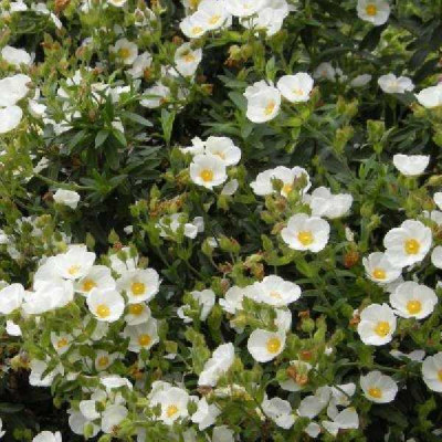 CISTUS florentinus Rampant