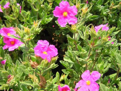 CISTUS pulverulentus Sunset
