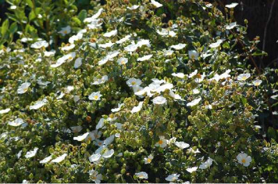 CISTUS corbariensis