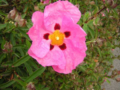 CISTUS purpureus
