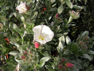 CONVOLVULUS cneorum