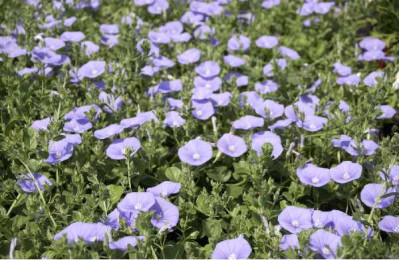 CONVOLVULUS mauritanicus