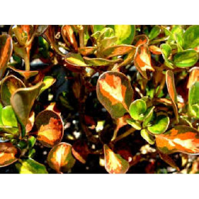 COPROSMA  Painter palet