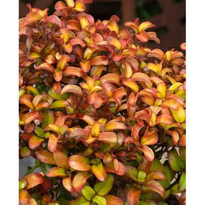 COPROSMA  X pina coloda®