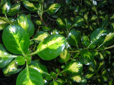 COPROSMA repens Picturata