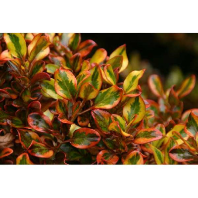 COPROSMA  Tequilla sunrise®
