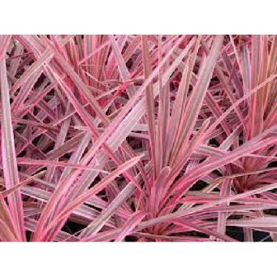 CORDYLINE australis Cherry sensation