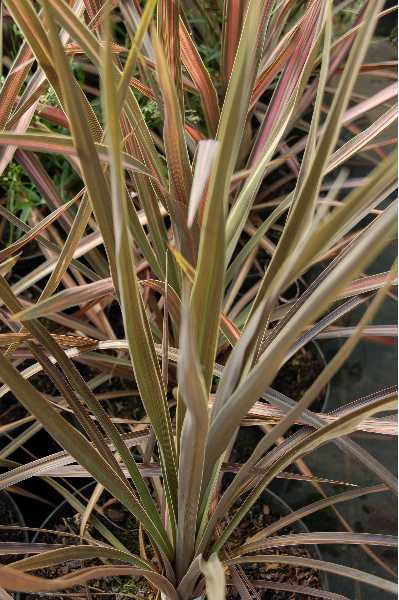CORDYLINE australis Kiwi  dazzler
