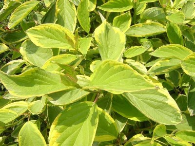 CORNUS alba Gouchaultii